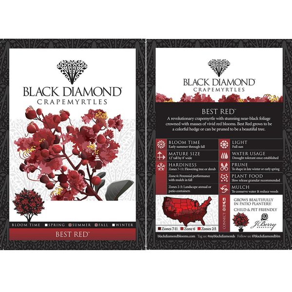Black Diamond Best Red Crape Myrtle Live Shrub (2.25 Gallon) - Image 3
