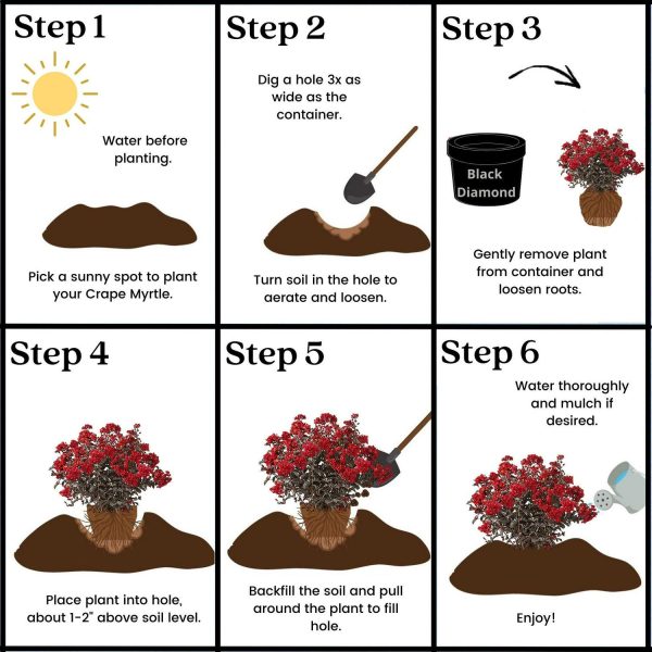 Black Diamond Best Red Crape Myrtle Live Shrub (2.25 Gallon) - Image 5