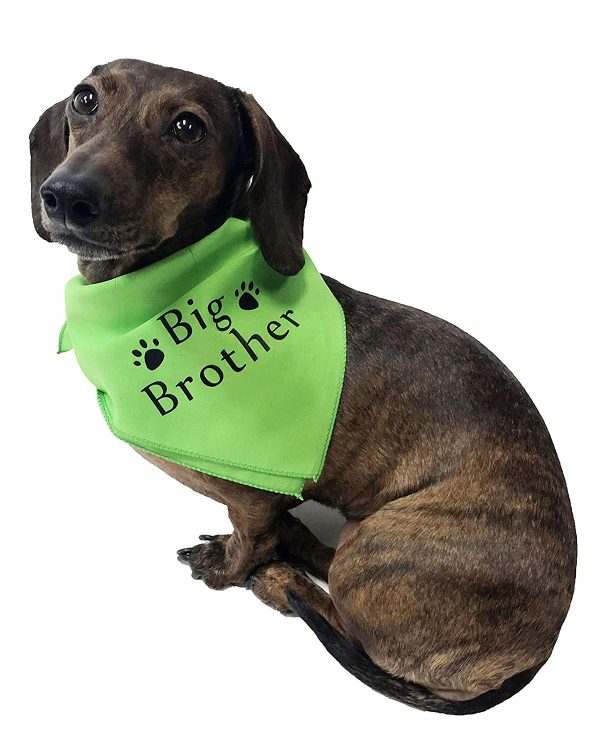 Midlee Big Brother Dog Bandana - Image 3