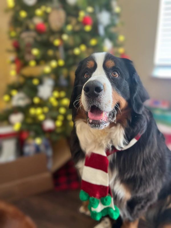 Midlee Christmas Striped Dog Scarf- Red/White & Green Pom Pom - Image 5
