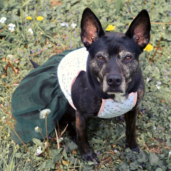 Midlee Pink Rose Tutu Large Dog Dress - Image 11