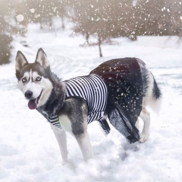 Midlee Elegant Black & White Stripe Tutu Large Dog Dress - Image 3