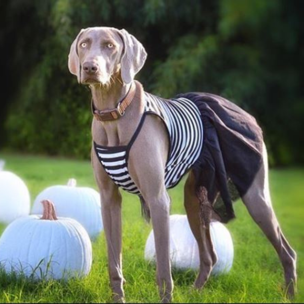 Midlee Elegant Black & White Stripe Tutu Large Dog Dress - Image 2