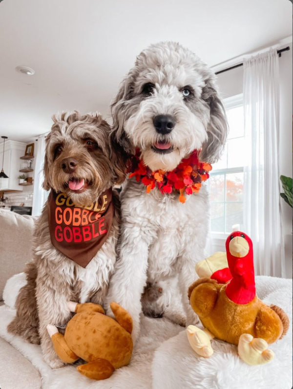 Midlee Thanksgiving Turkey Decorative Dog Collar - Image 5