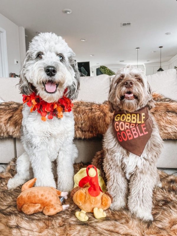 Midlee Thanksgiving Turkey Decorative Dog Collar - Image 8