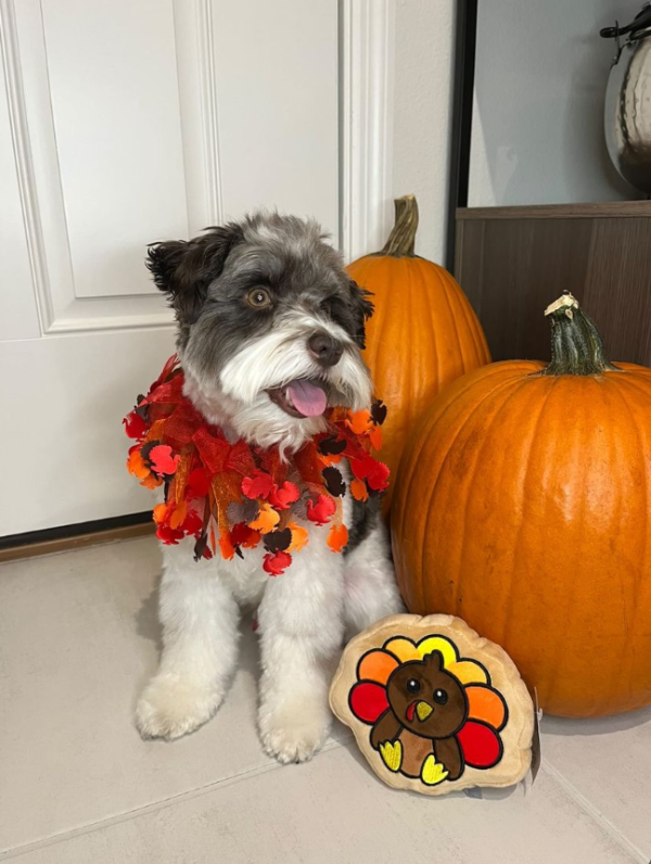 Midlee Thanksgiving Turkey Decorative Dog Collar - Image 7