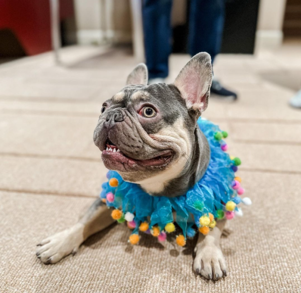 Midlee Blue Birthday Pom Pom Dog Collar - Image 9