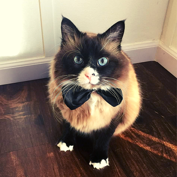 Midlee Satin Bow Tie Dog Wedding Collar - Image 4