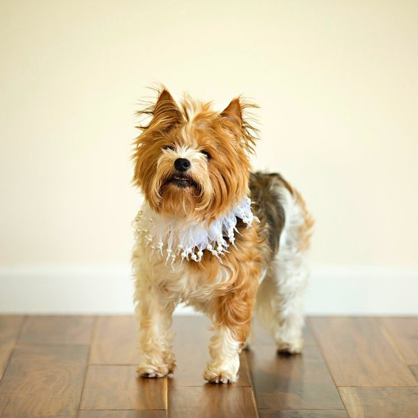 Midlee Wedding Pearl Bead Dog Collar - Image 7
