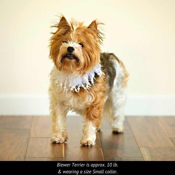 Midlee Wedding Pearl Bead Dog Collar - Image 11