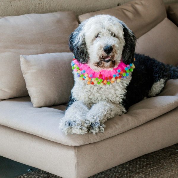 Midlee Pink Birthday Pom Pom Dog Collar - Image 13