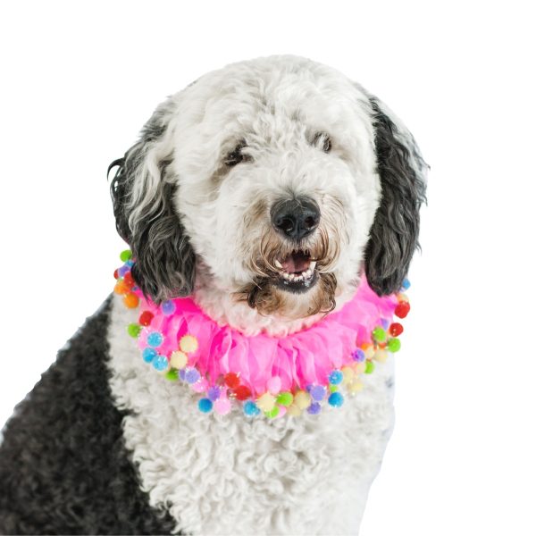 Midlee Pink Birthday Pom Pom Dog Collar - Image 6