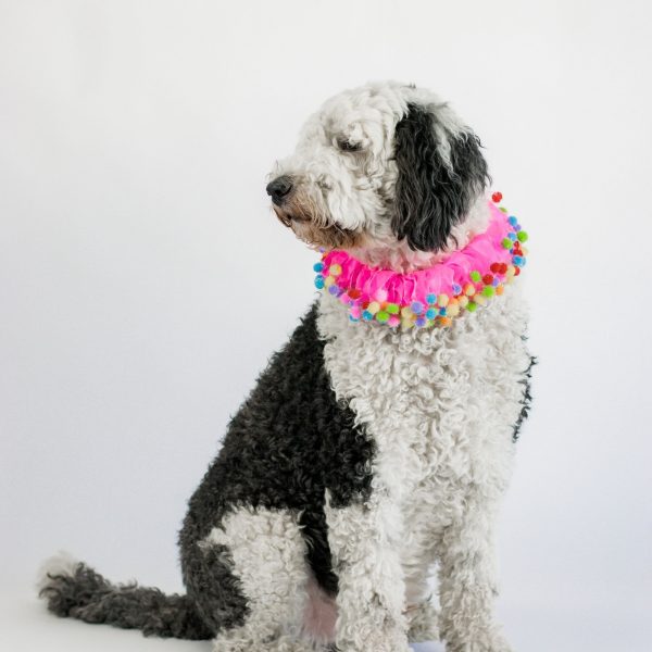 Midlee Pink Birthday Pom Pom Dog Collar - Image 4