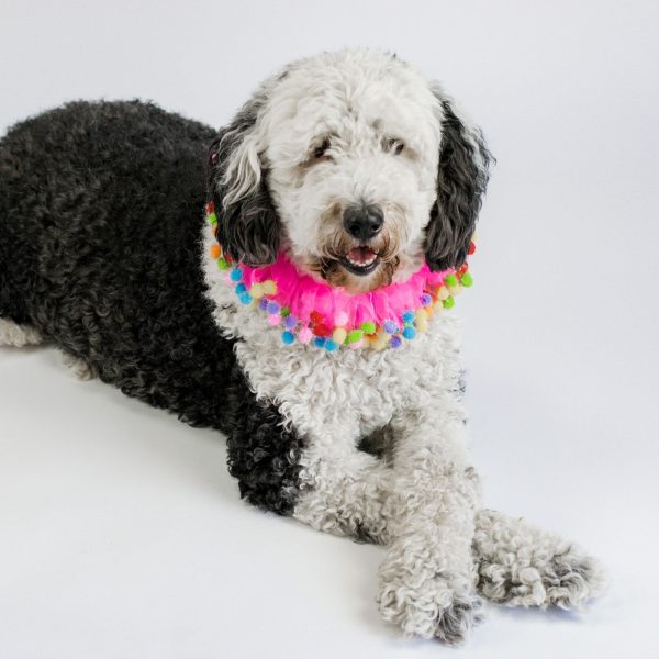 Midlee Pink Birthday Pom Pom Dog Collar - Image 8