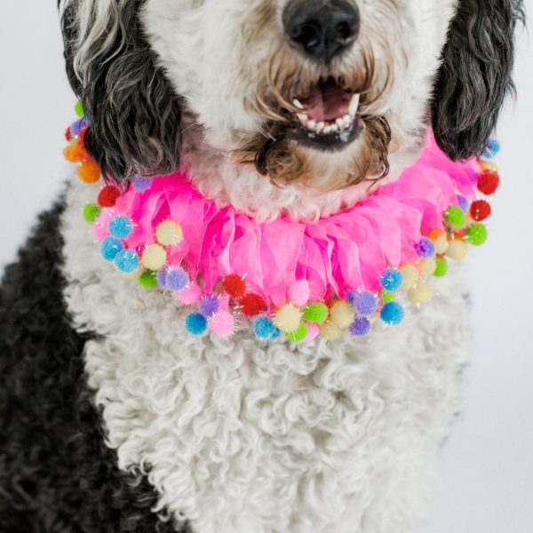 Midlee Pink Birthday Pom Pom Dog Collar - Image 2