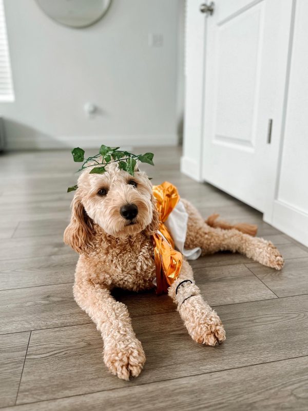 Midlee Toga Dog Costume - Image 7