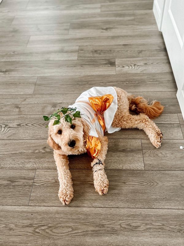 Midlee Toga Dog Costume - Image 11