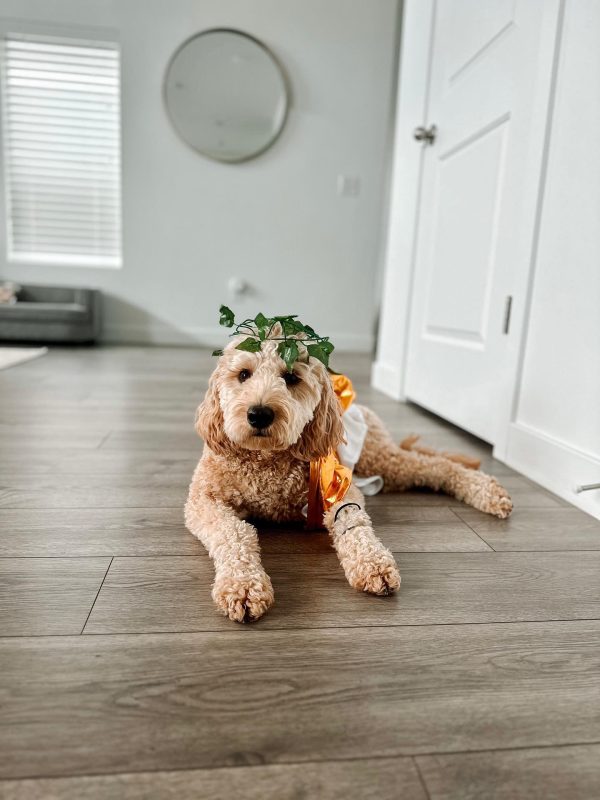 Midlee Toga Dog Costume - Image 12