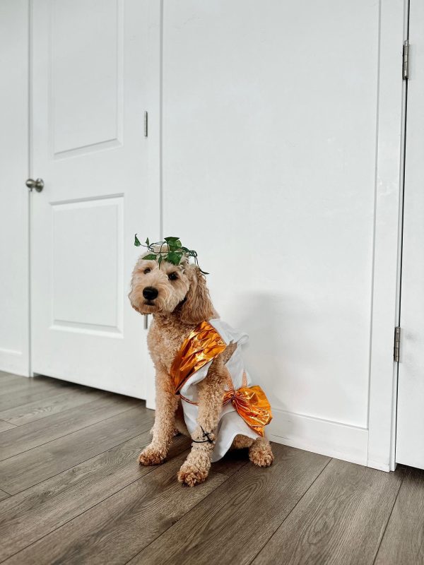 Midlee Toga Dog Costume - Image 8