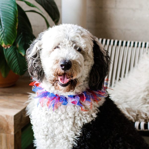 Midlee Patriotic Dots 4th of July Dog Collar - Image 9