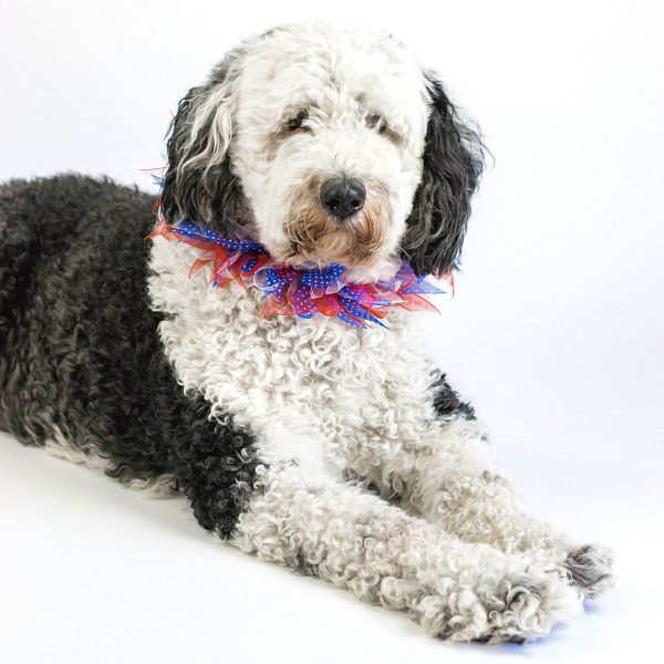 Midlee Patriotic Dots 4th of July Dog Collar - Image 5