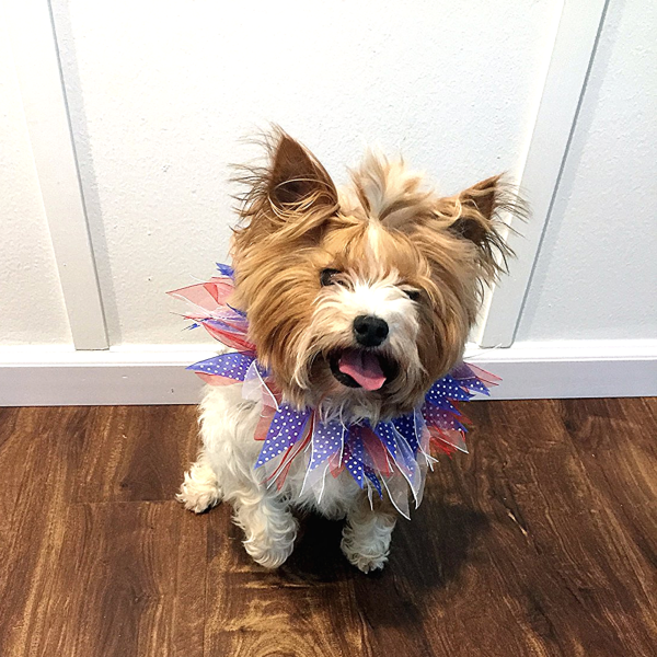 Midlee Patriotic Dots 4th of July Dog Collar - Image 2