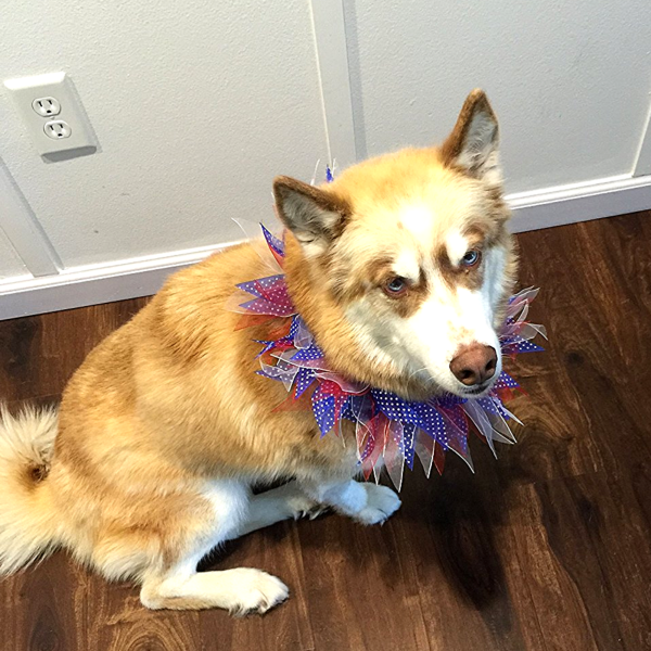 Midlee Patriotic Dots 4th of July Dog Collar - Image 3