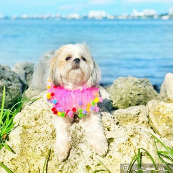 Midlee Pink Birthday Pom Pom Dog Collar - Image 11