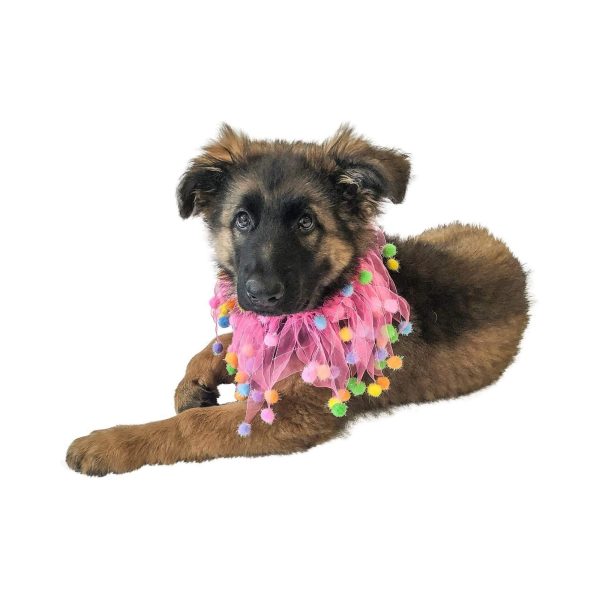 Midlee Pink Birthday Pom Pom Dog Collar - Image 10