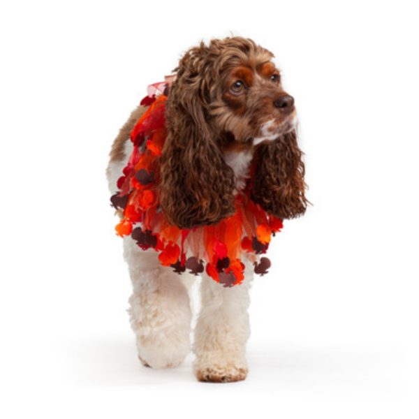 Midlee Thanksgiving Turkey Decorative Dog Collar - Image 2