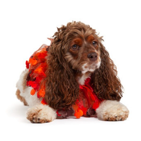Midlee Thanksgiving Turkey Decorative Dog Collar - Image 3