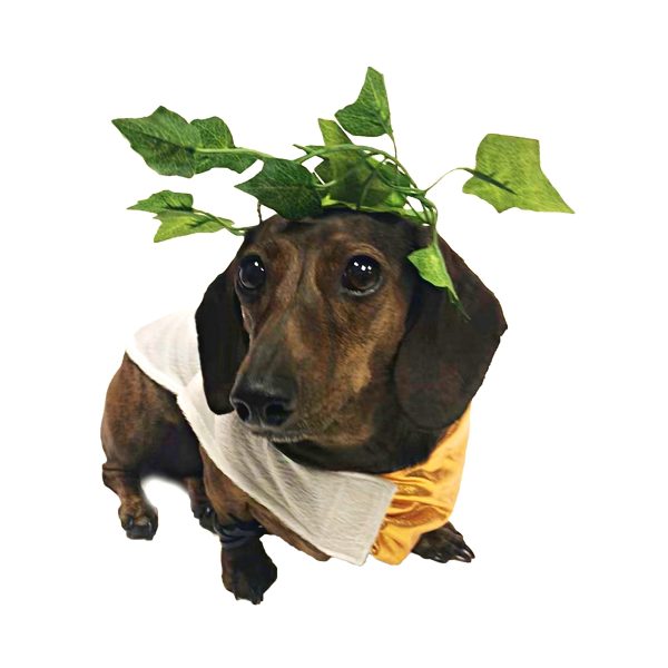 Midlee Toga Dog Costume - Image 5