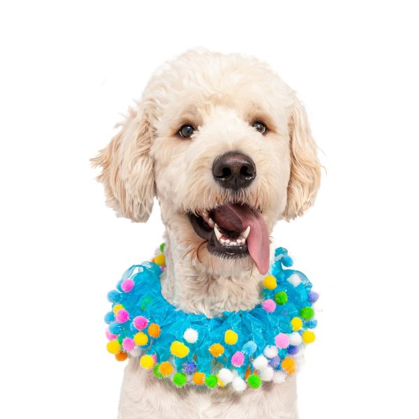 Midlee Blue Birthday Pom Pom Dog Collar - Image 3