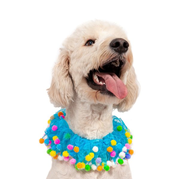 Midlee Blue Birthday Pom Pom Dog Collar - Image 6