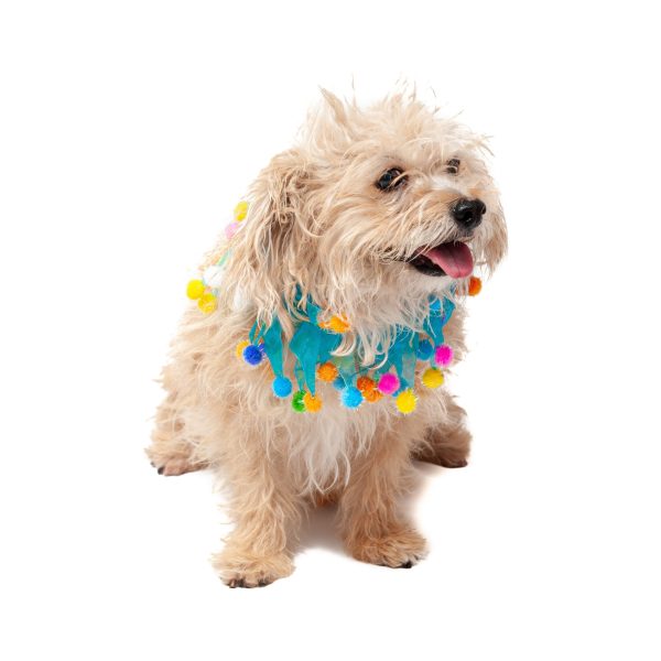 Midlee Blue Birthday Pom Pom Dog Collar - Image 7