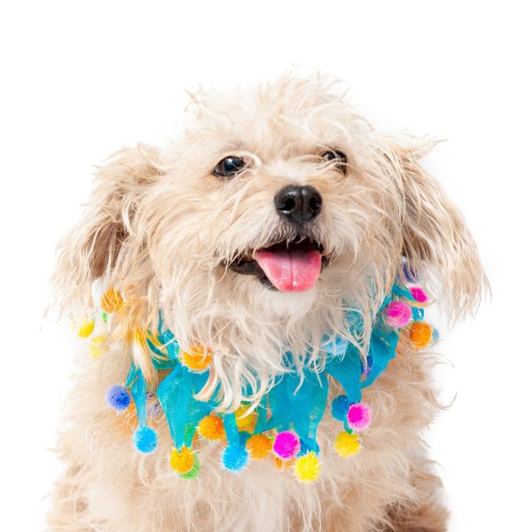 Midlee Blue Birthday Pom Pom Dog Collar - Image 4