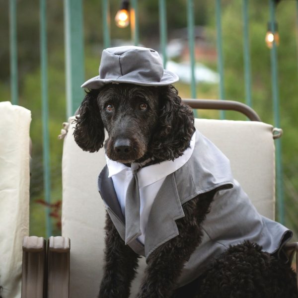 Midlee Dog Tuxedo Wedding Suit- Gray Top Hat & Leash - Image 16