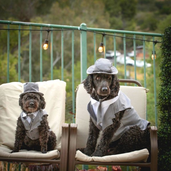 Midlee Dog Tuxedo Wedding Suit- Gray Top Hat & Leash - Image 19