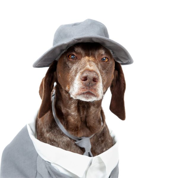 Midlee Dog Tuxedo Wedding Suit- Gray Top Hat & Leash - Image 10