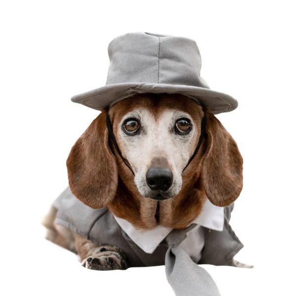 Midlee Dog Tuxedo Wedding Suit- Gray Top Hat & Leash - Image 18
