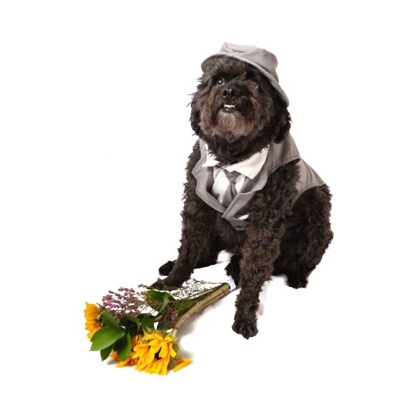 Midlee Dog Tuxedo Wedding Suit- Gray Top Hat & Leash - Image 13