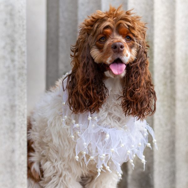 Midlee Wedding Pearl Bead Dog Collar - Image 9