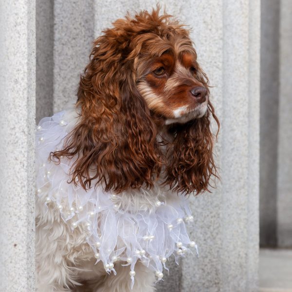 Midlee Wedding Pearl Bead Dog Collar - Image 10