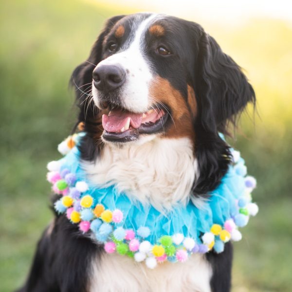 Midlee Blue Birthday Pom Pom Dog Collar - Image 5