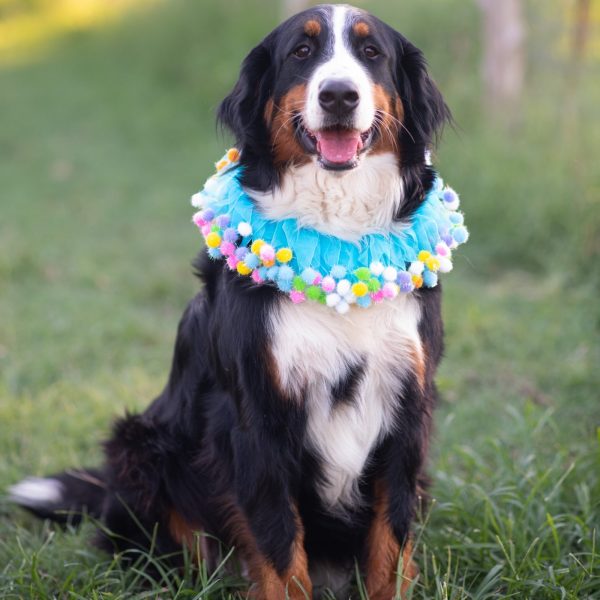 Midlee Blue Birthday Pom Pom Dog Collar - Image 10
