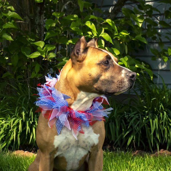 Midlee Patriotic Dots 4th of July Dog Collar - Image 10