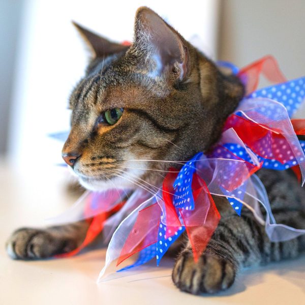 Midlee Patriotic Dots 4th of July Dog Collar - Image 13