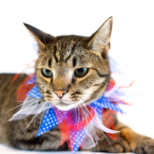 Midlee Patriotic Dots 4th of July Dog Collar - Image 8