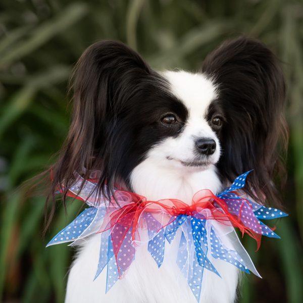 Midlee Patriotic Dots 4th of July Dog Collar - Image 11