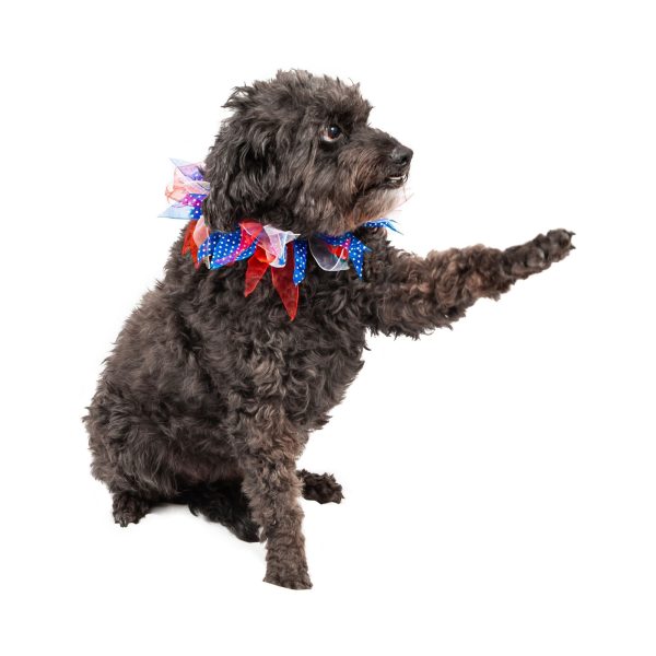 Midlee Patriotic Dots 4th of July Dog Collar - Image 4